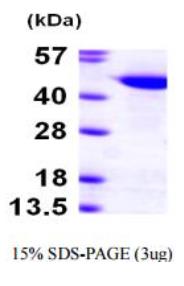 SDS-PAGE (CUL1-26258TH).jpg